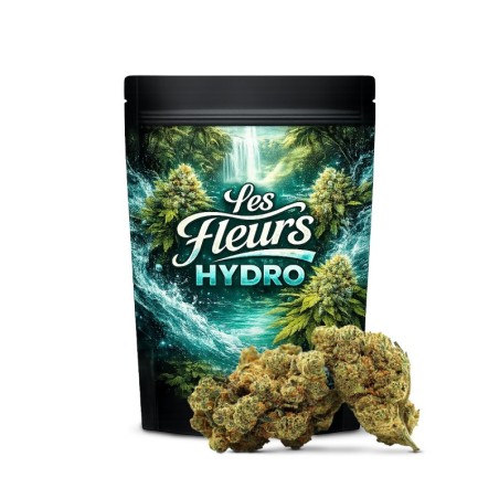 CHAMPAGNE HAZE 36% FLEUR THCA