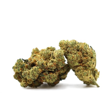 CHAMPAGNE HAZE 36% FLEUR THCA - alt