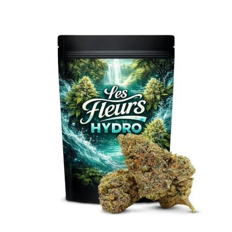 KING LOUIS 37% FLEUR THCA