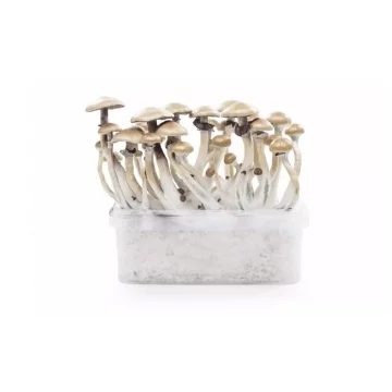 Kit d'observation Mycelium...