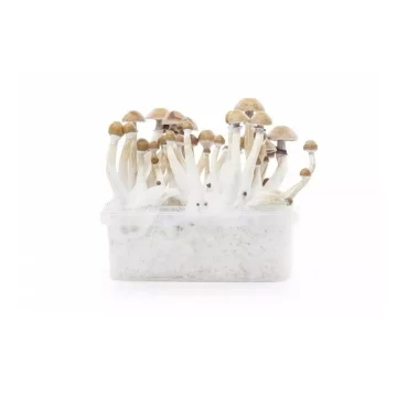 Kit d'observation Mycelium...