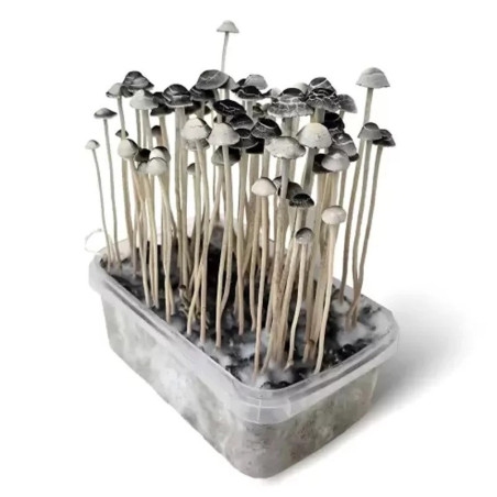 KIT D'OBSERVATION MYCELIUM COPELANDIA 1200 ML