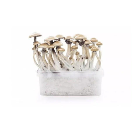 KIT D'OBSERVATION MYCELIUM... - alt