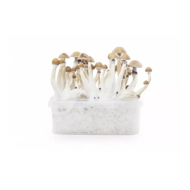 KIT D'OBSERVATION MYCELIUM MEXICAN 1200 ML