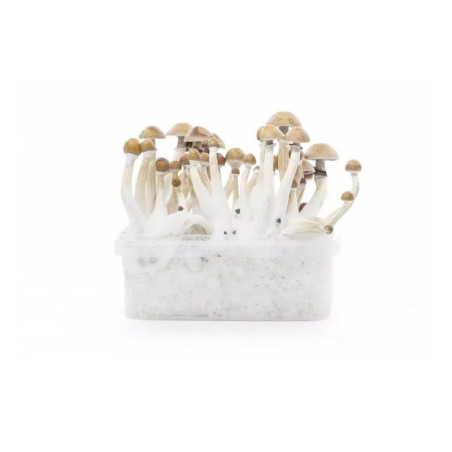 KIT D'OBSERVATION MYCELIUM MEXICAN 1200 ML