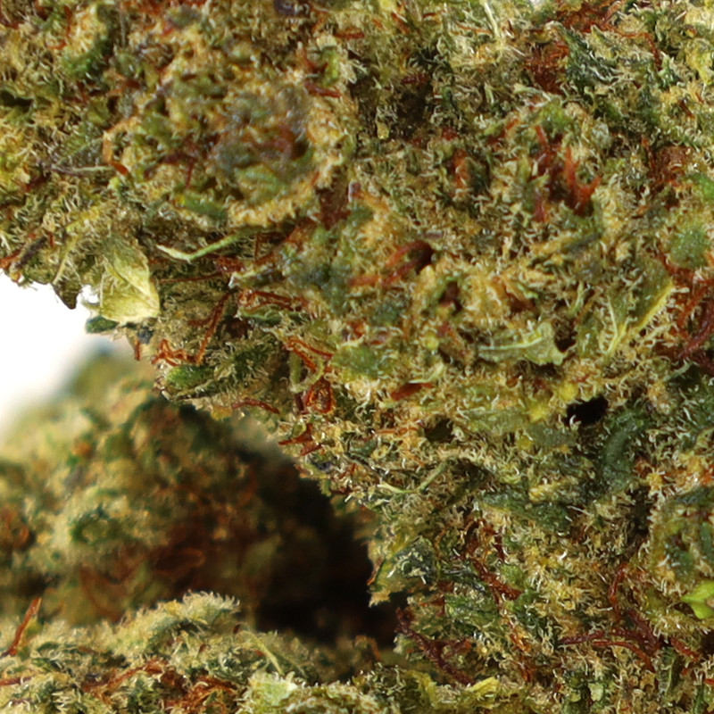 OCEAN BEACH FLEUR COOKIES