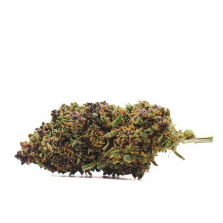 PURPLE PUNCH FLEUR... - alt