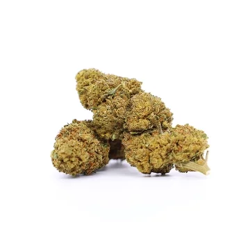 Great White Shark (CBN 10%)