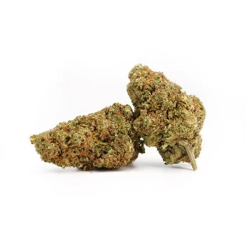Chocolope CBD
