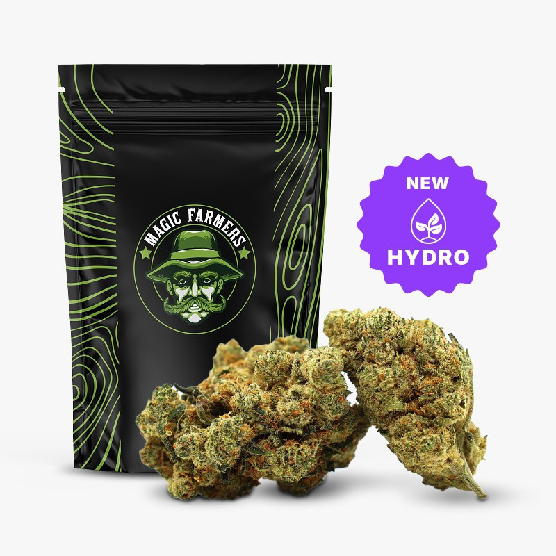 CHAMPAGNE HAZE 36% FLEUR THCA