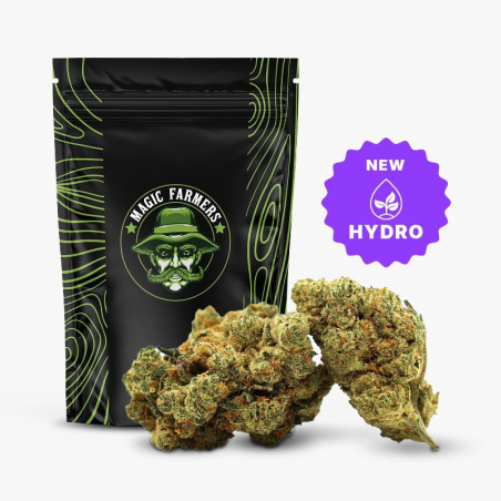 CHAMPAGNE HAZE 36% FLEUR THCA