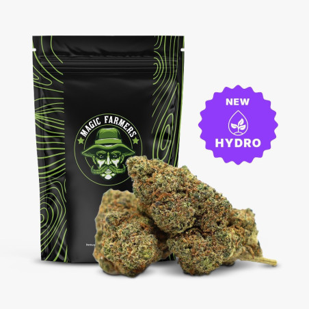 KING LOUIS 37% FLEUR THCA