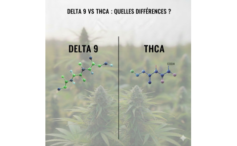 Delta 9 vs THCA : quelles différences ?