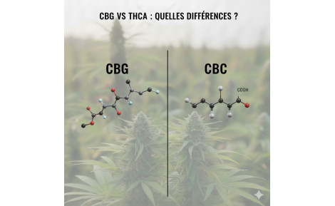 CBG vs CBC : quelles différences ?