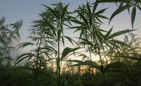 CBD Suisse et douane : Nos conseils