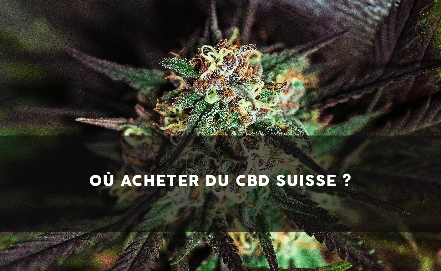 Gdzie kupić CBD w Szwajcarii? - Sixty8