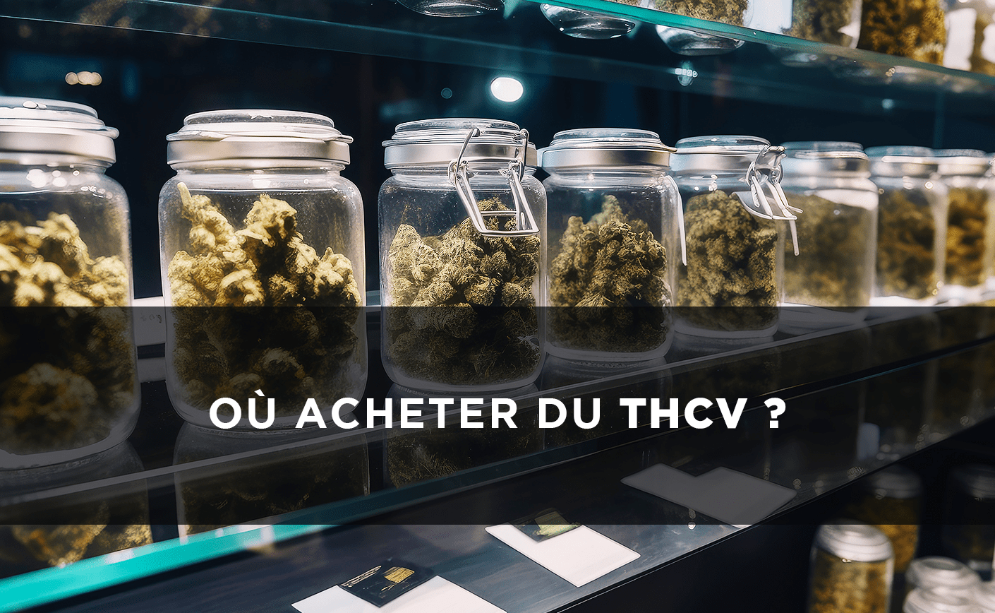 Gdzie kupić THCV? Wszystkie nasze porady i przydatne informacje