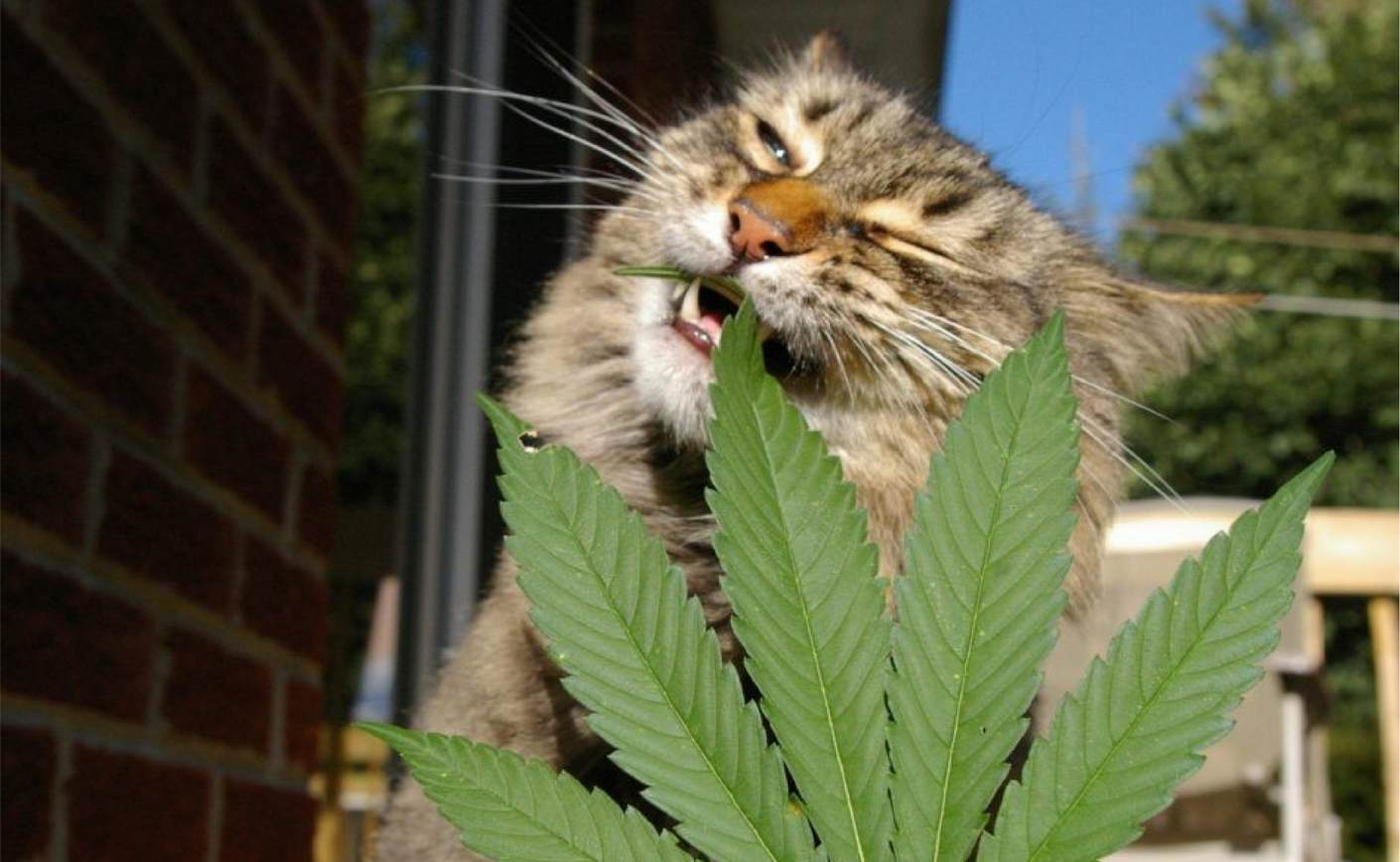 CBD et animaux : tous nos conseils