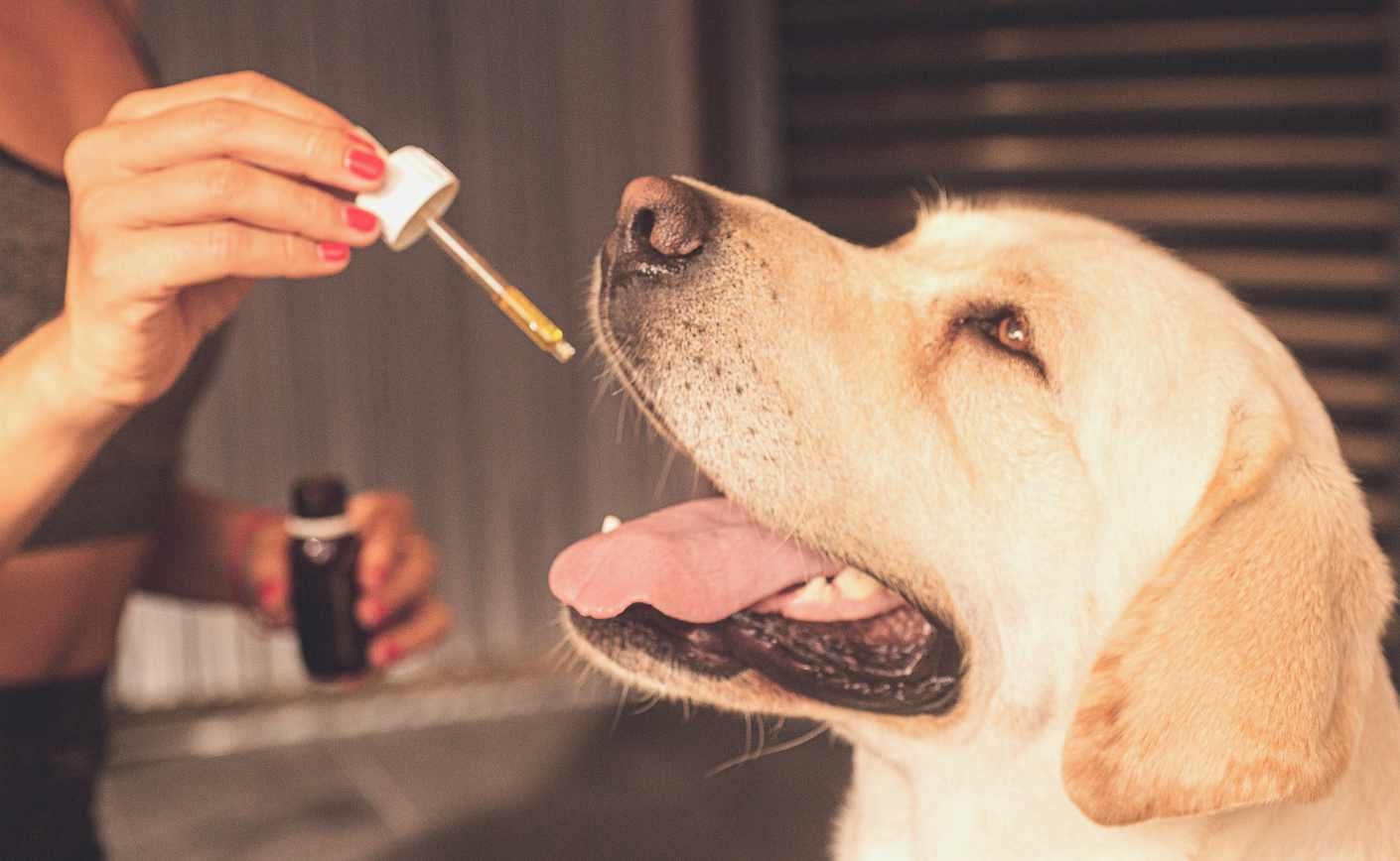 Le CBD : efficace pour lutter contre l’arthrose du chien ?