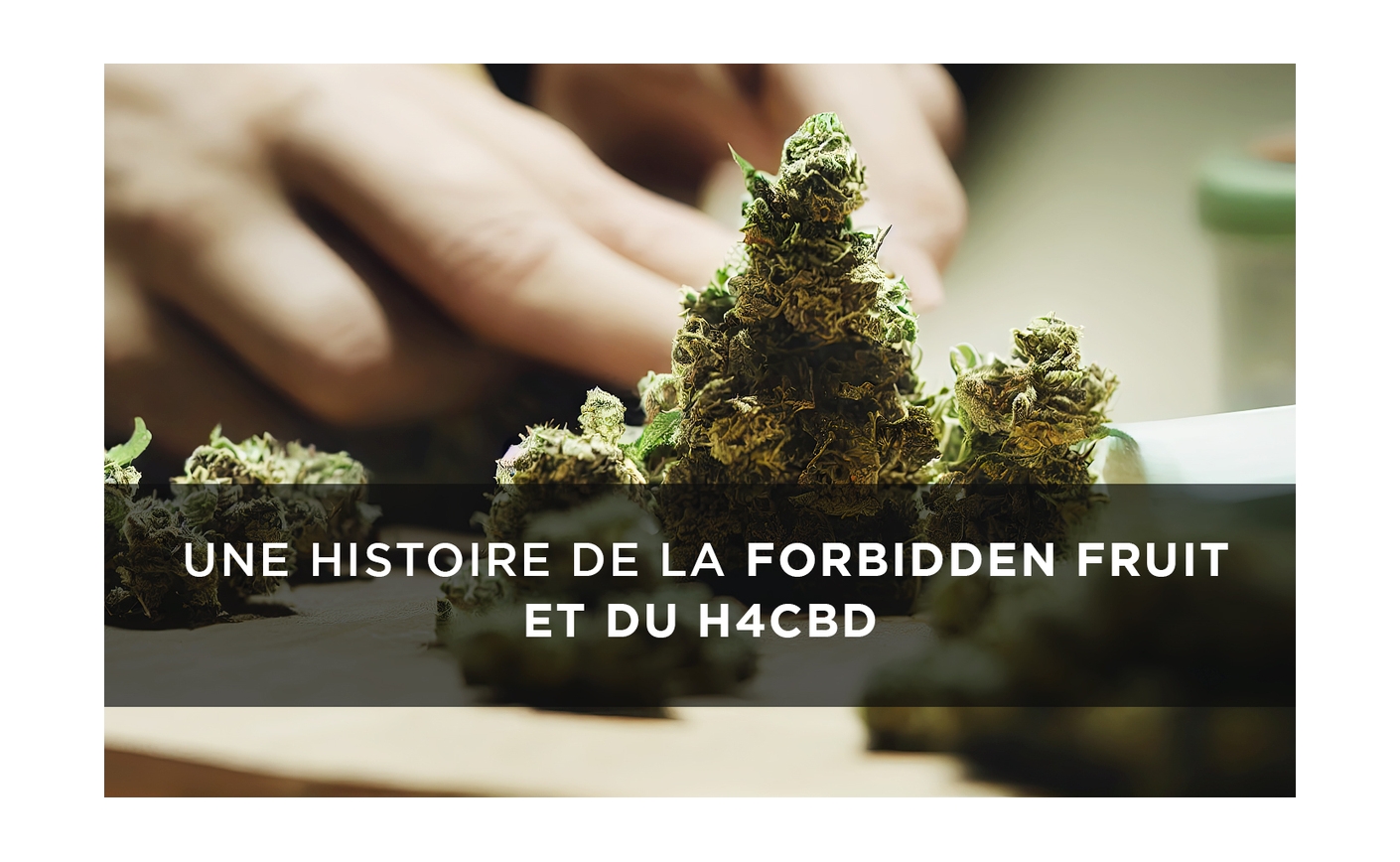 Forbidden Fruit et H4CBD  : une variété à part