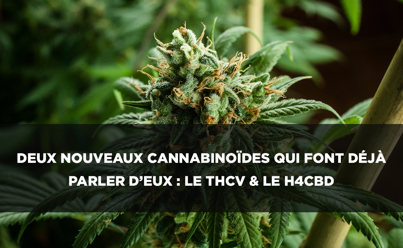 Deux nouveaux cannabinoïdes qui font déjà parler d’eux : le THCV & le H4CBD