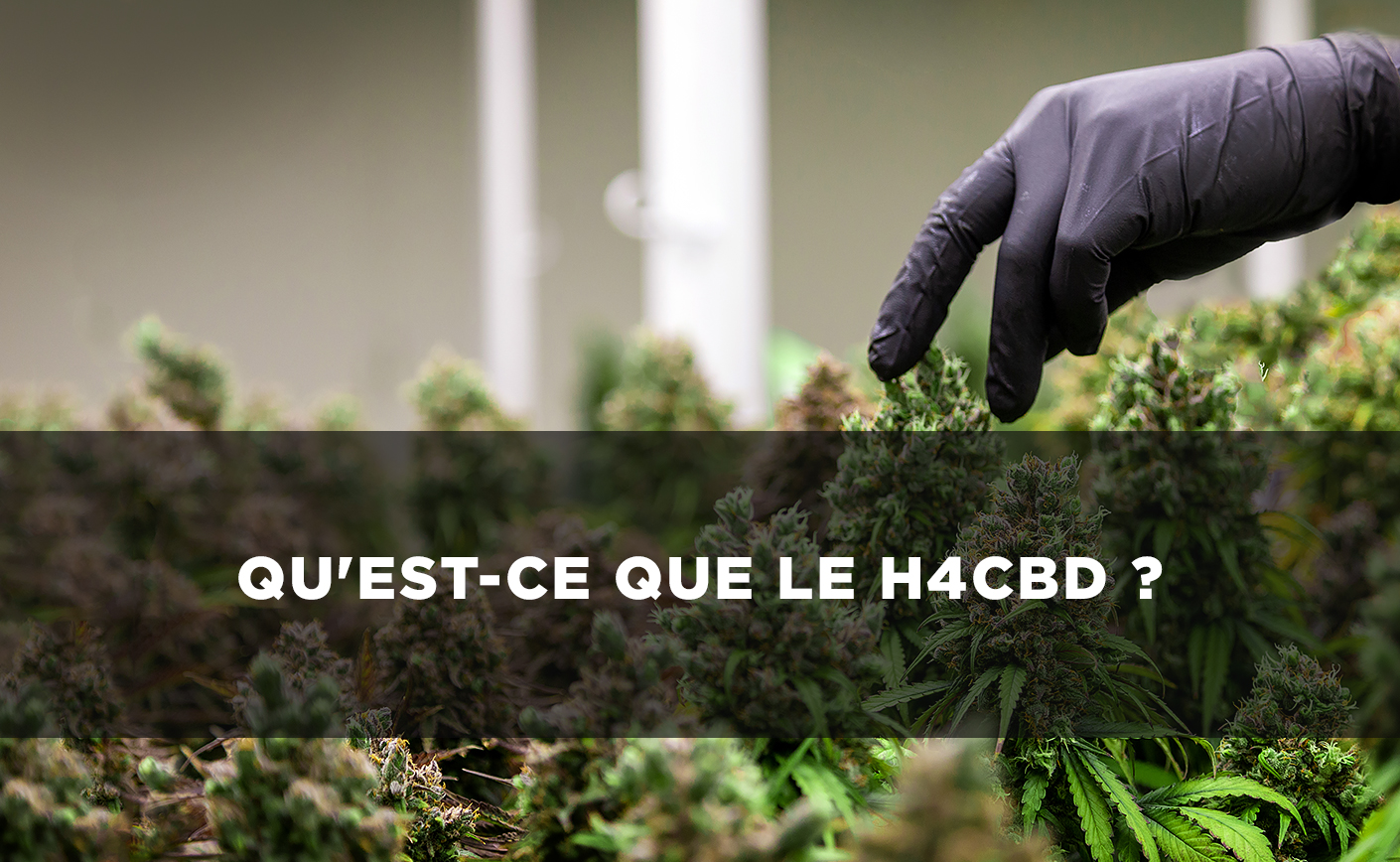 Qu'est-ce que le H4CBD ?