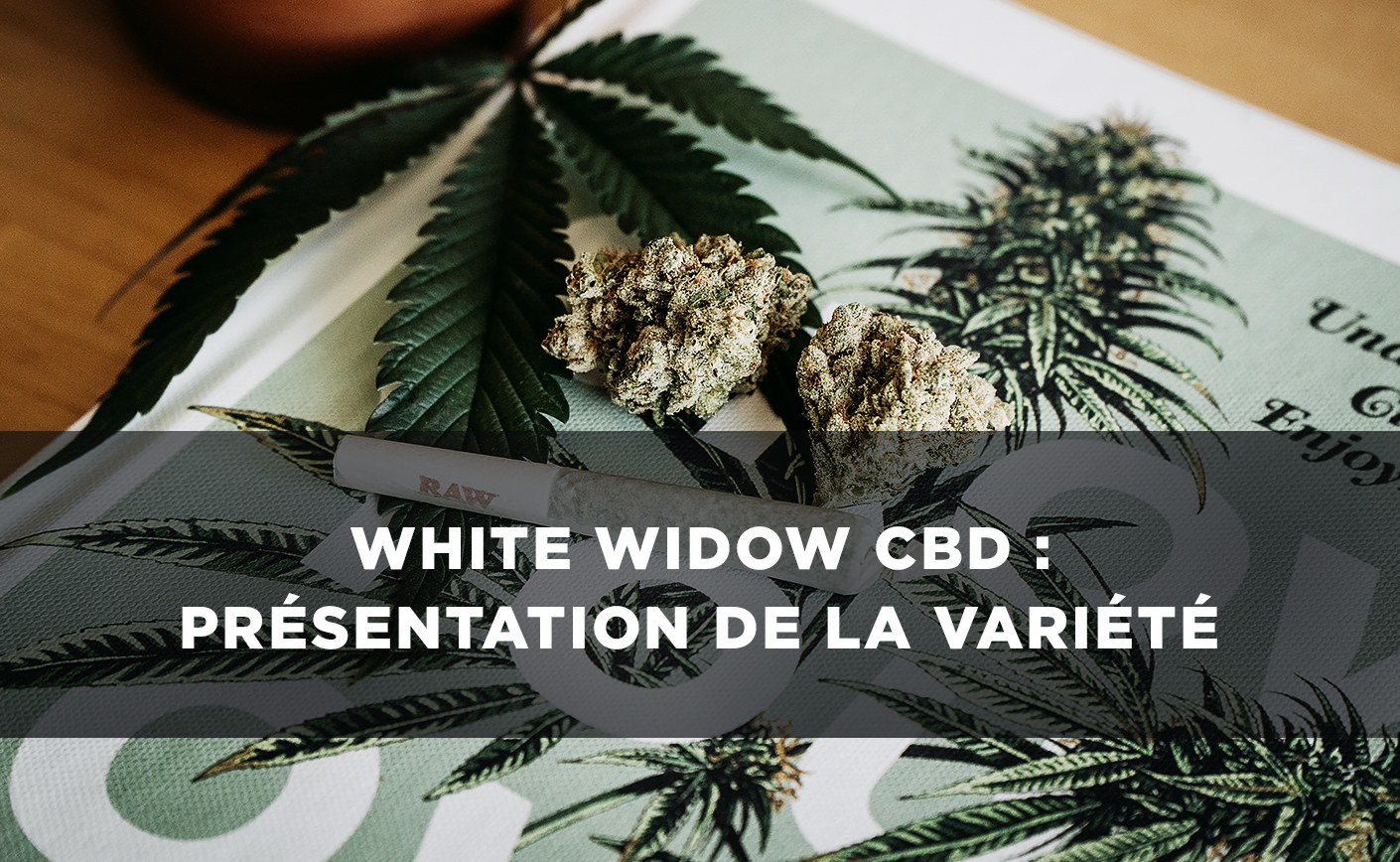 White Widow CBD : Présentation de la variété