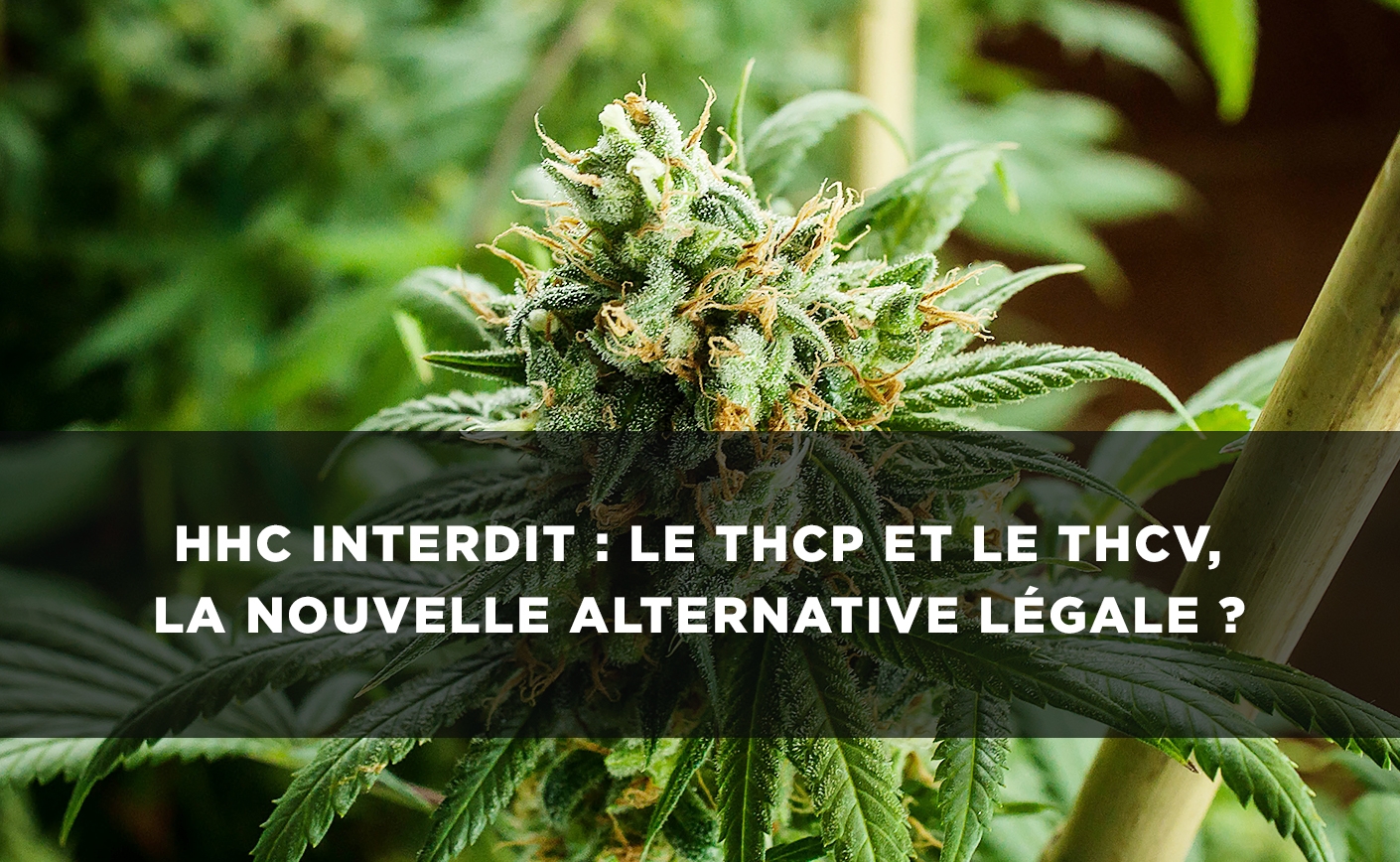 HHC interdit : le THCP et le THCV, la nouvelle alternative légale ?