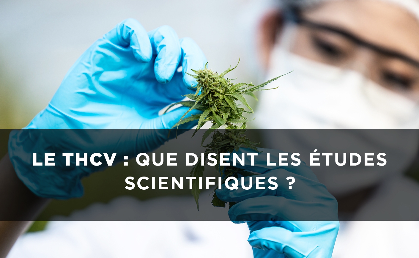 Le THCV : que disent les études scientifiques ?